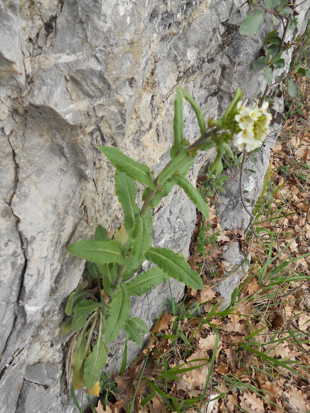 Annexe Copie_bastille_arabette_herissee_3.jpg