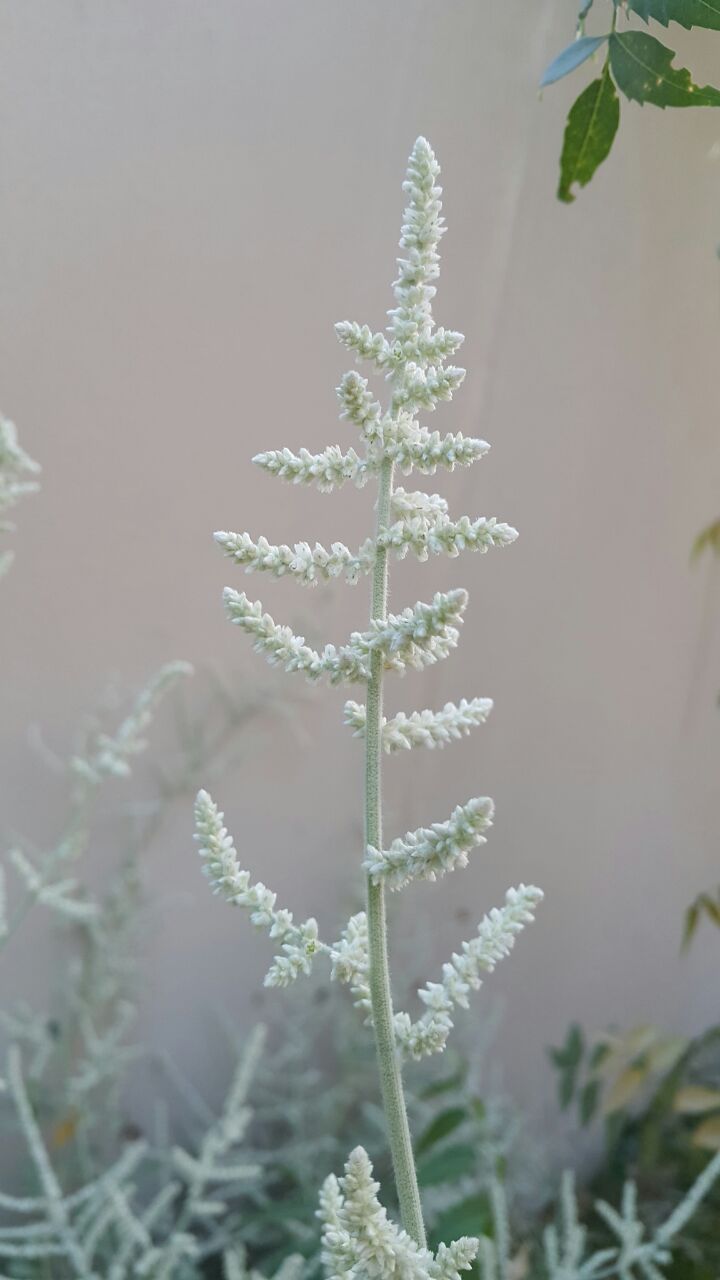 Annexe 0aea09f4-9d46-43ea-b2f0-f740b6817228.jpg