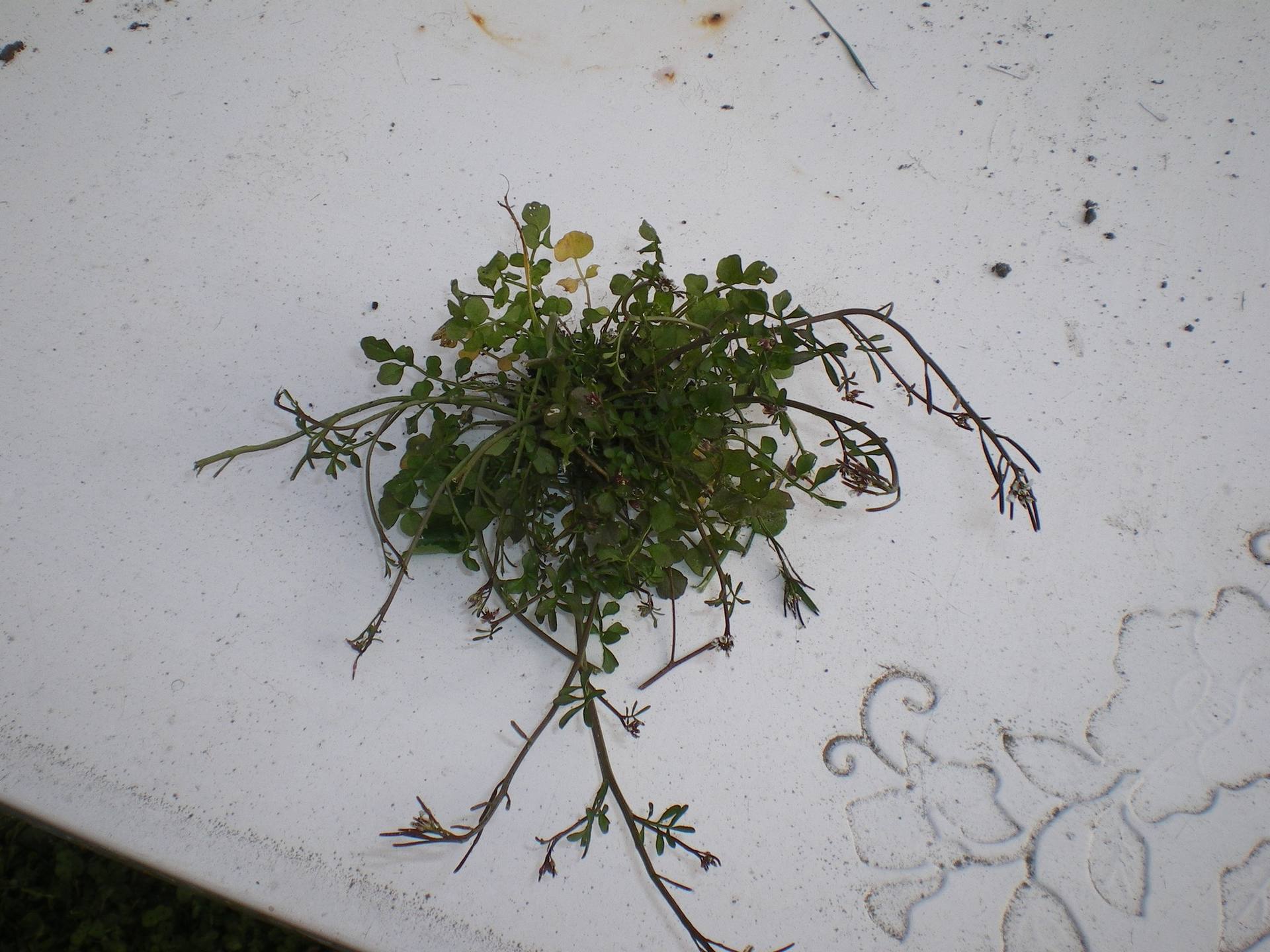 Annexe IMGP0005-2.JPG