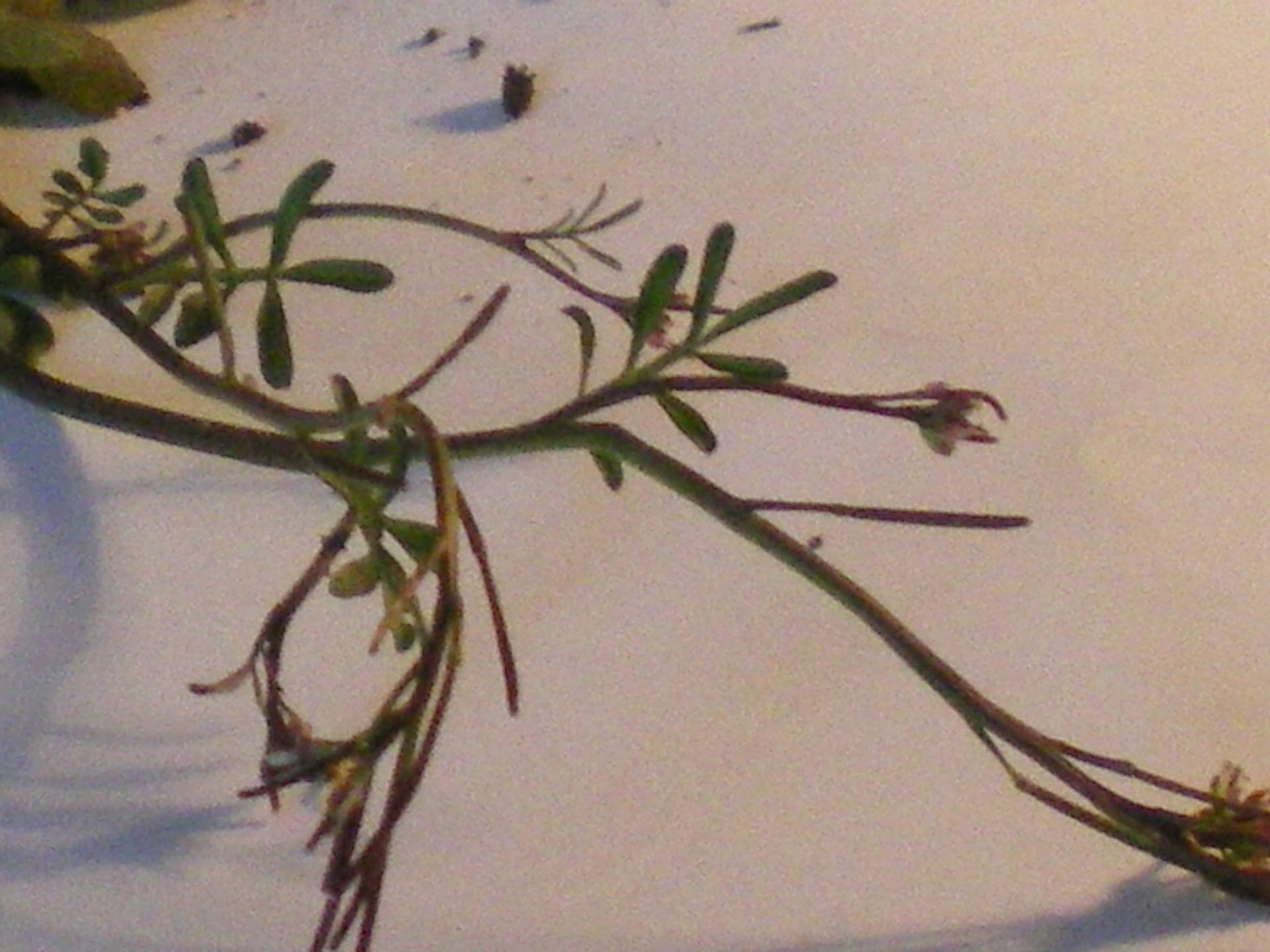 Annexe IMGP0011-2.JPG