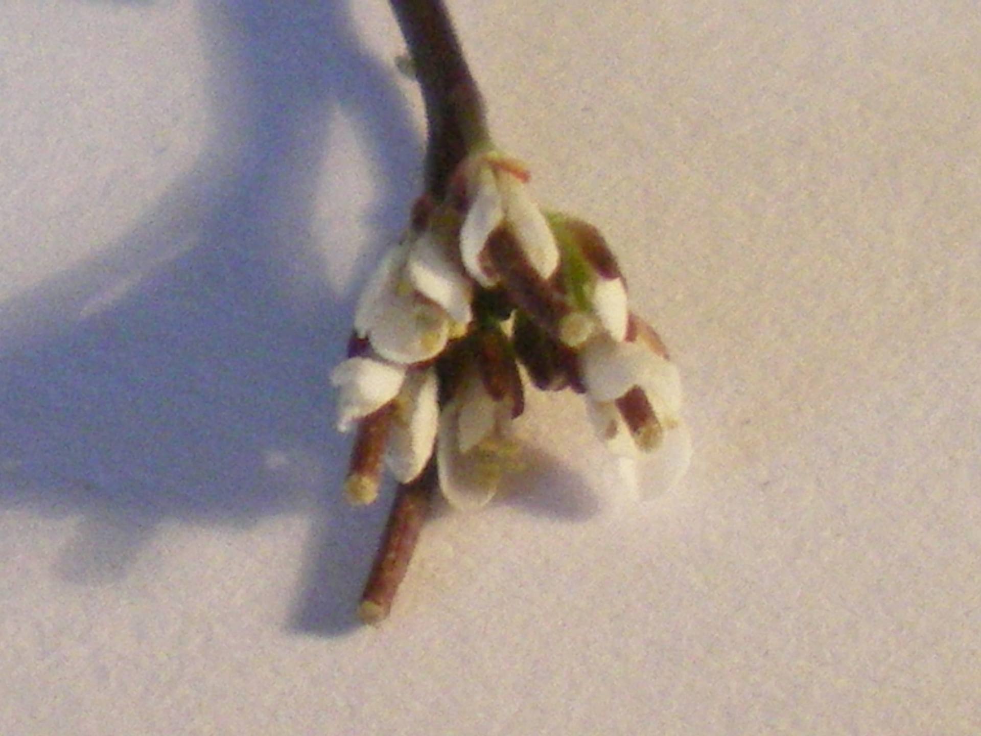 Annexe IMGP0015-2.JPG