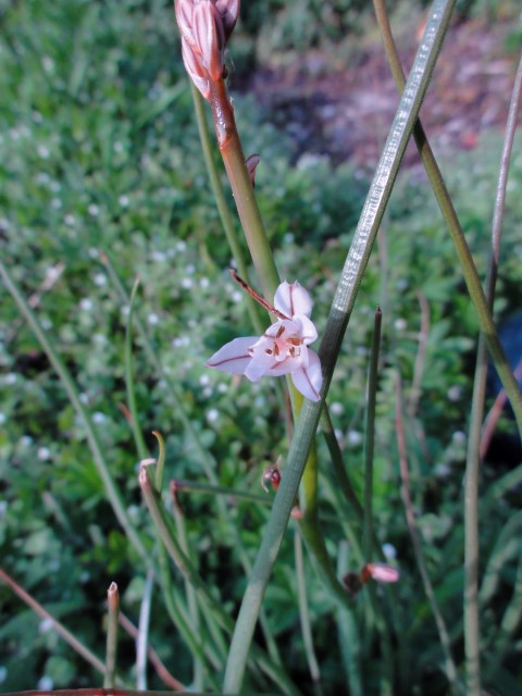 Annexe fleur et feuille tige.JPG