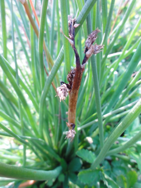 Annexe fruits  (Small).JPG