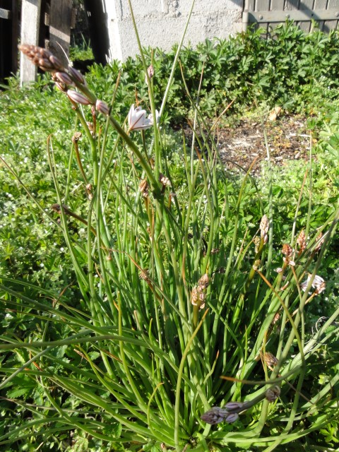 Annexe vue generale (Small).JPG