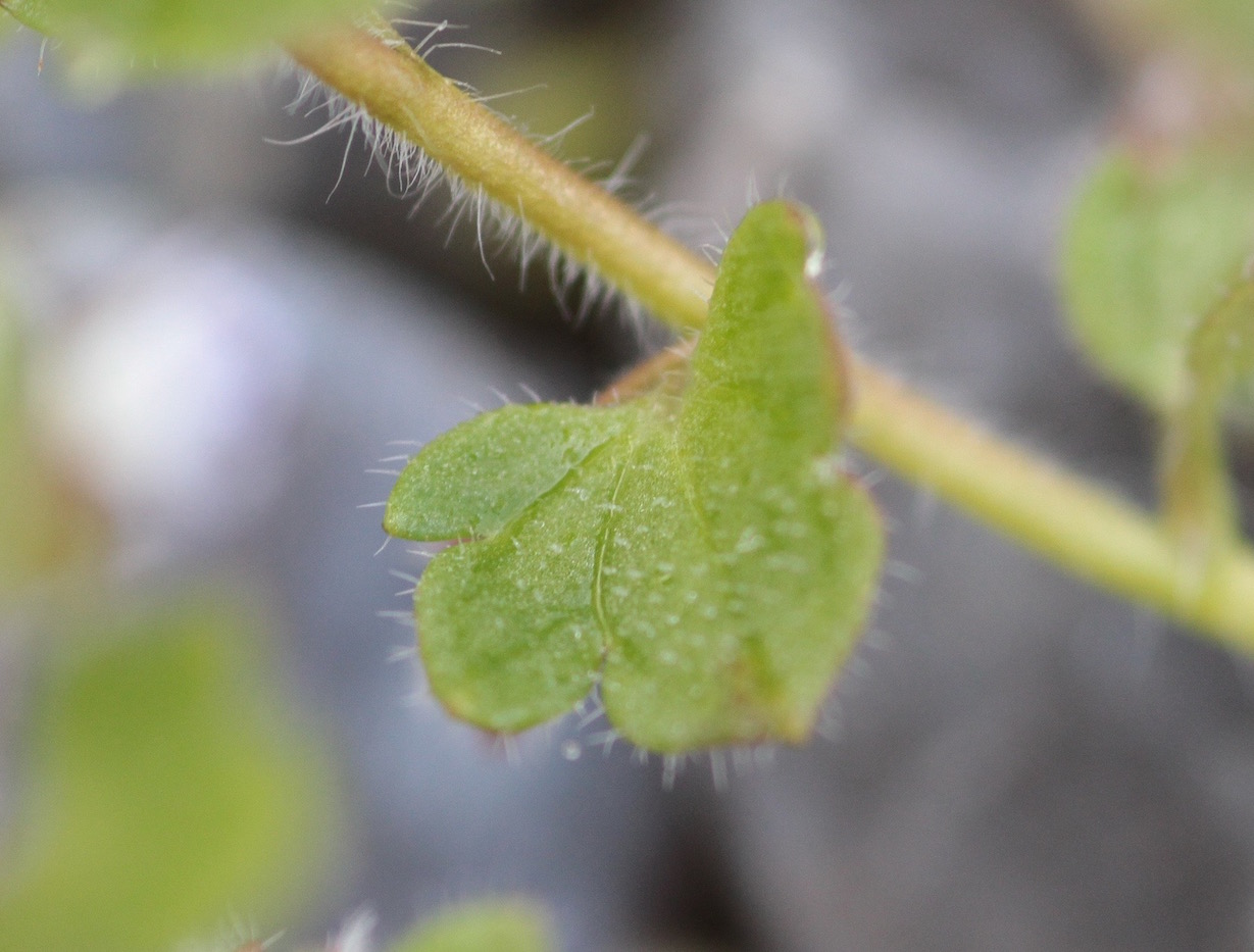 Annexe Feuille - tige.jpg