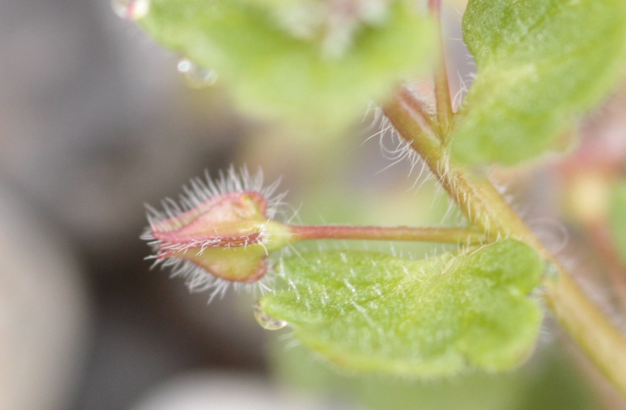 Annexe Fleur fermée.jpg