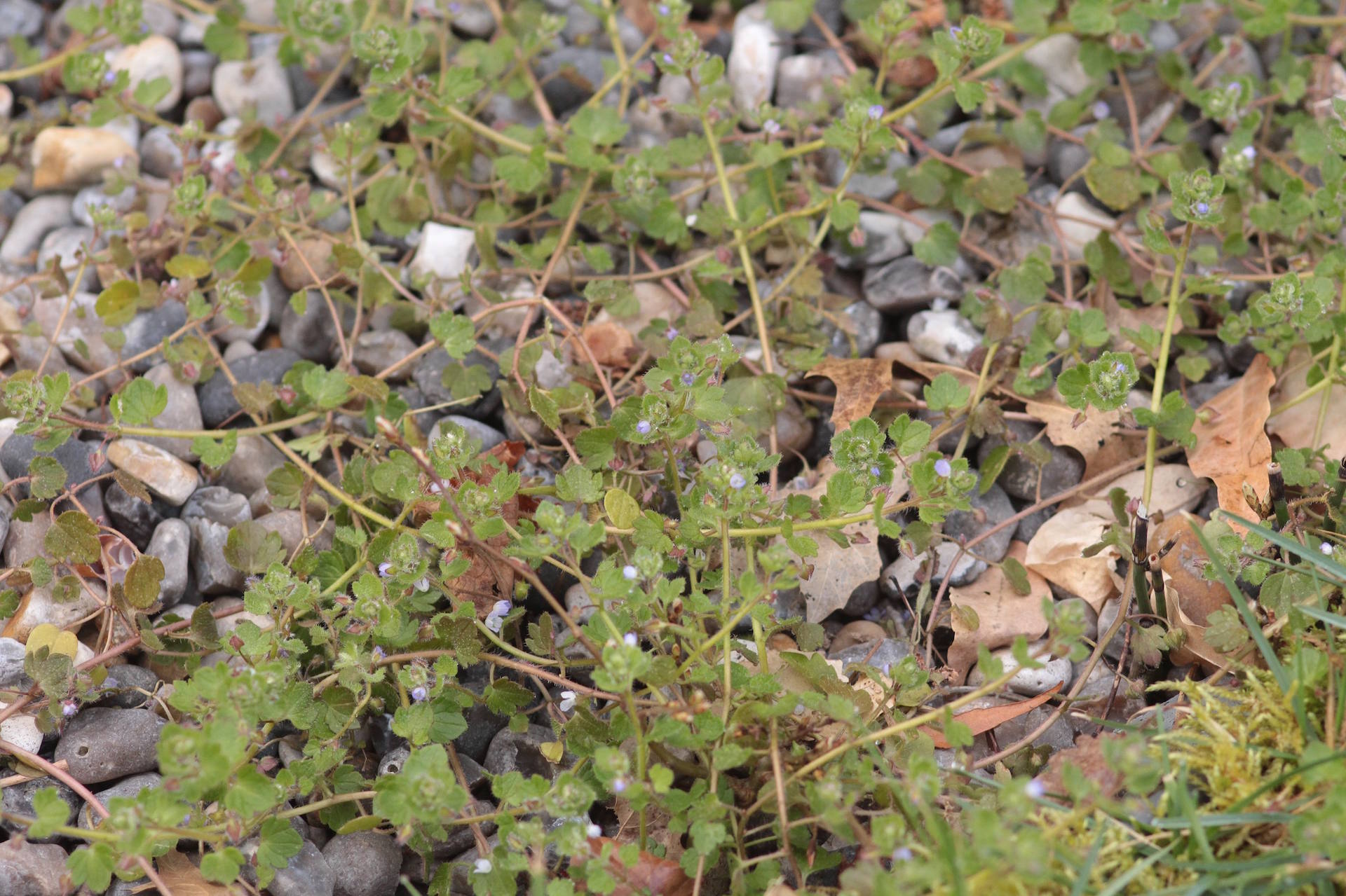 Annexe Vue générale.jpg