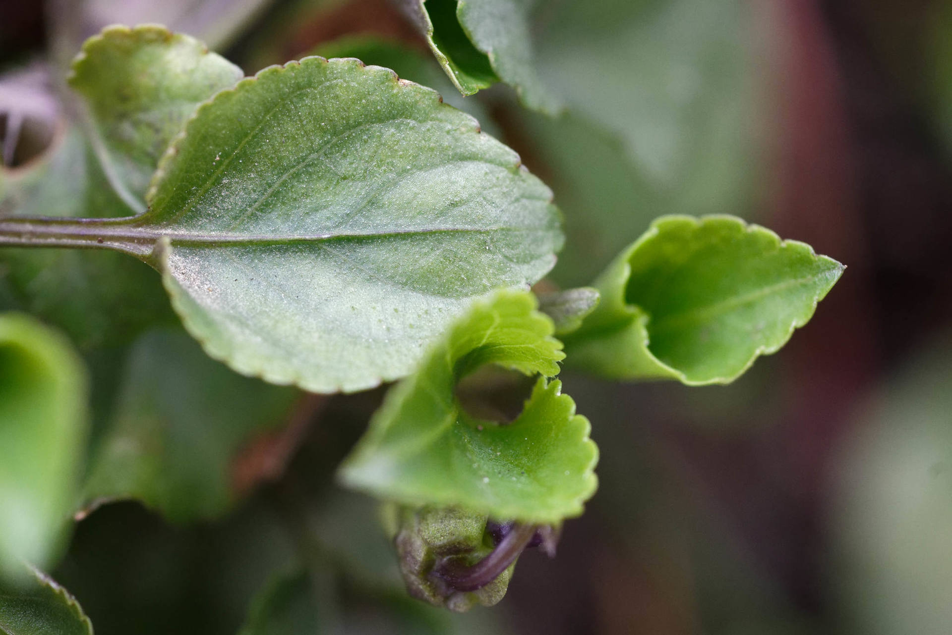 Annexe Violette feuille_180327.jpg