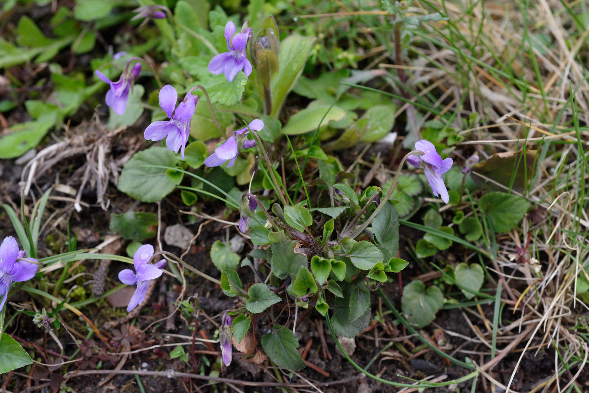 Annexe Violette vue ensemble_180327.jpg