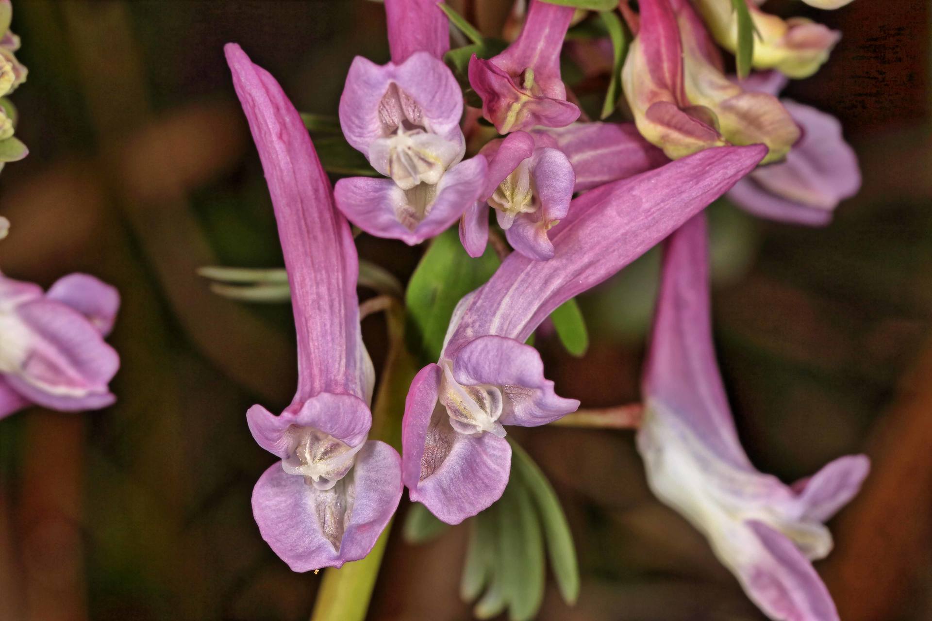 Annexe 2018-03-25_18-01-21HDRb100.jpg