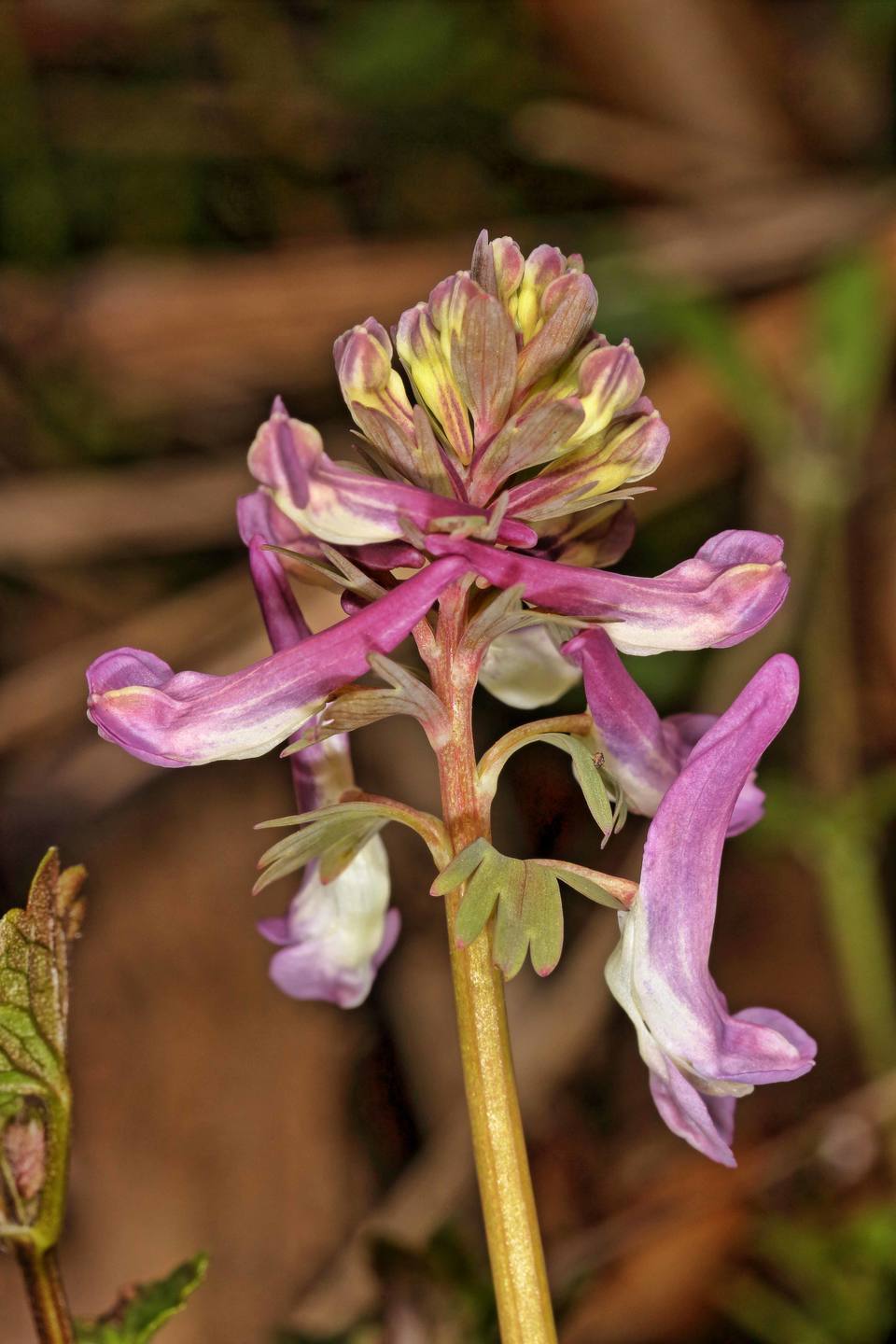 Annexe 2018-03-25_18-02-14HDR100.jpg