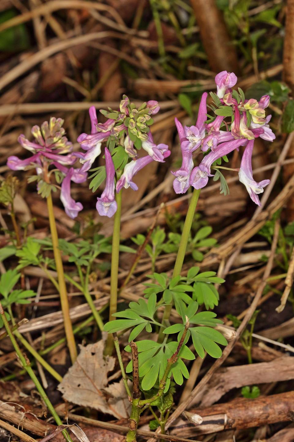 Annexe 2018-03-25_18-02-52HDR100.jpg