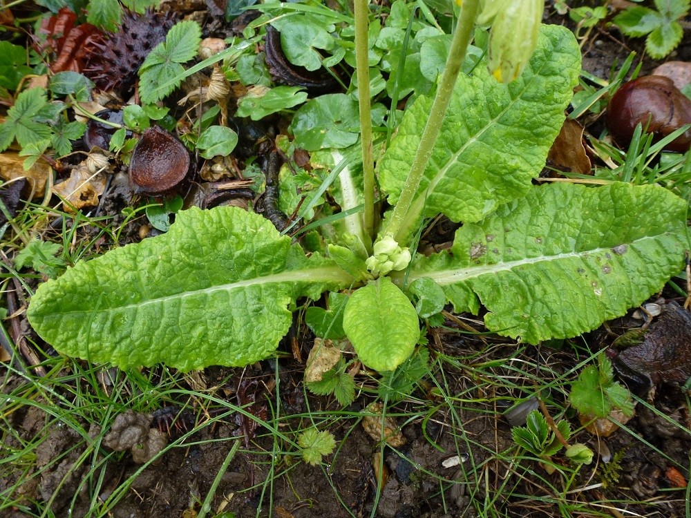 Annexe Primula off   rosettes de feuilles.JPG