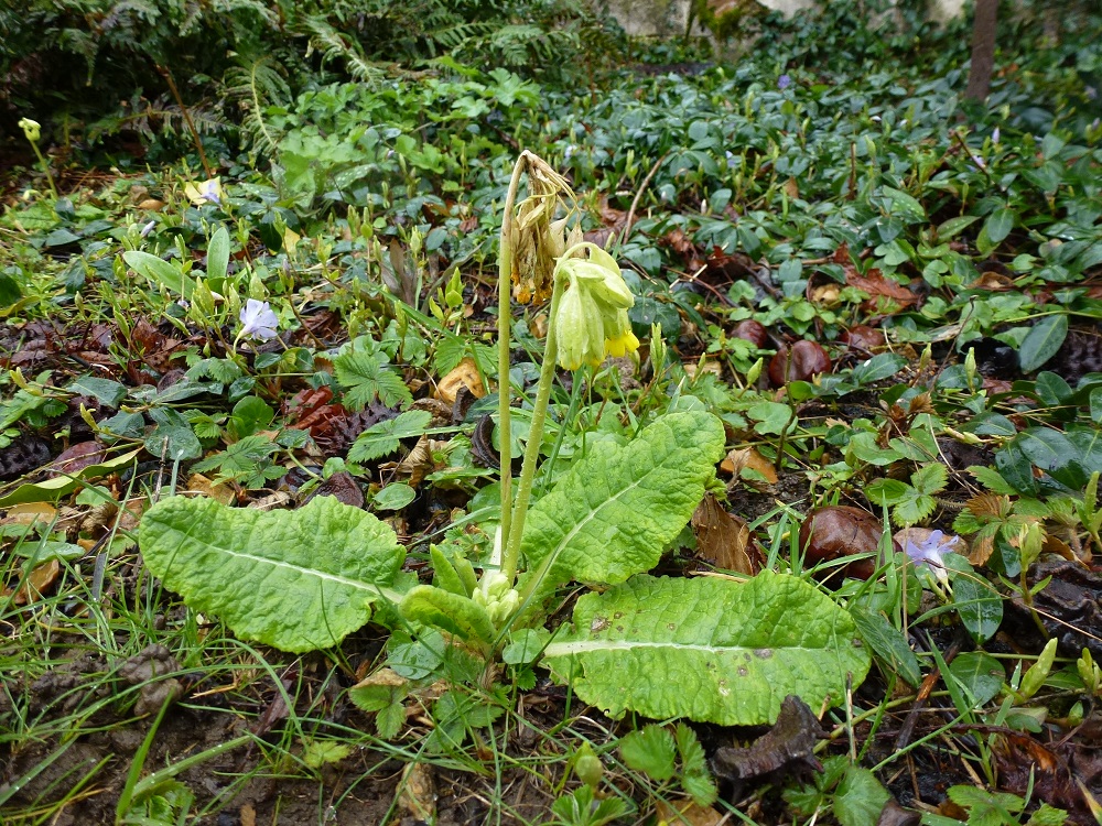 Annexe Primula off plante entière fleurie (1).JPG