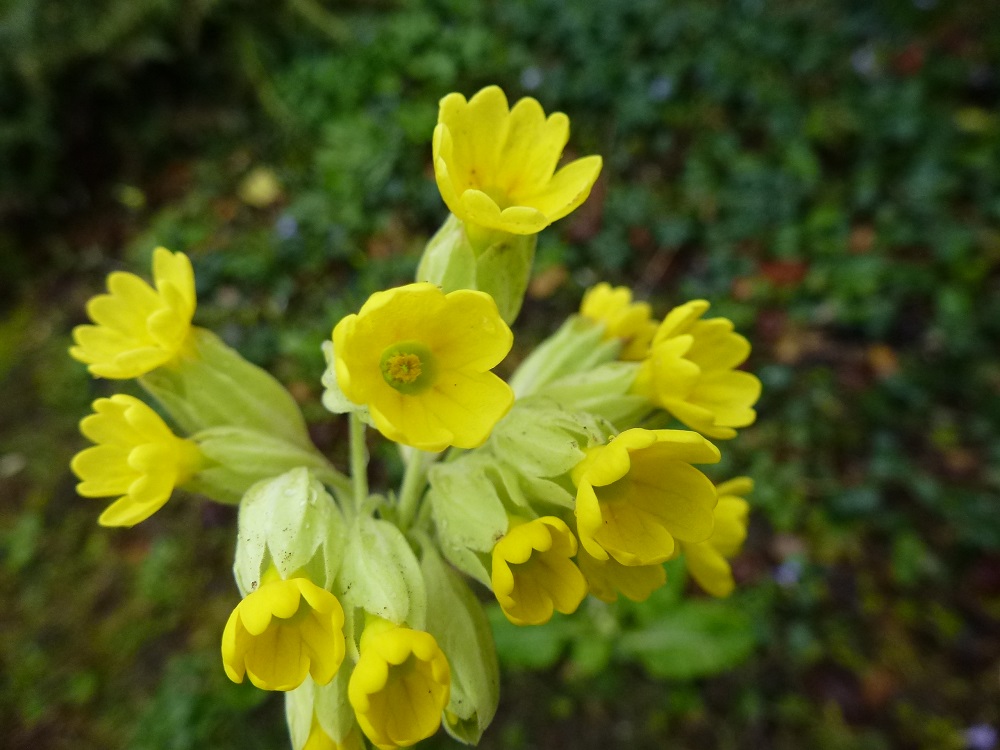 Annexe Primula off vue de face.JPG