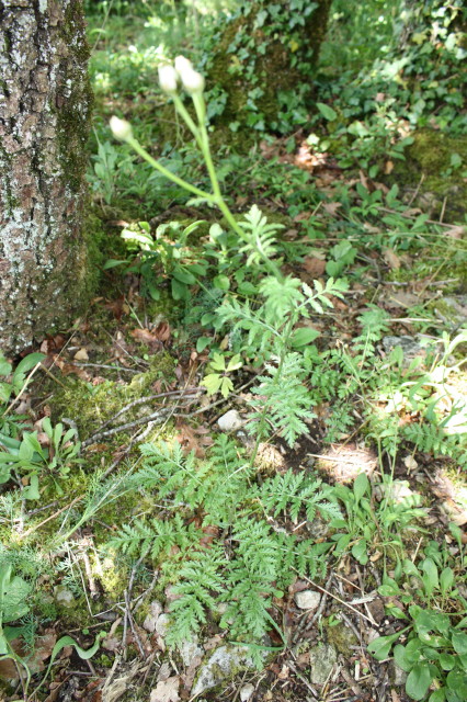 Annexe Tanacetum 1.JPG