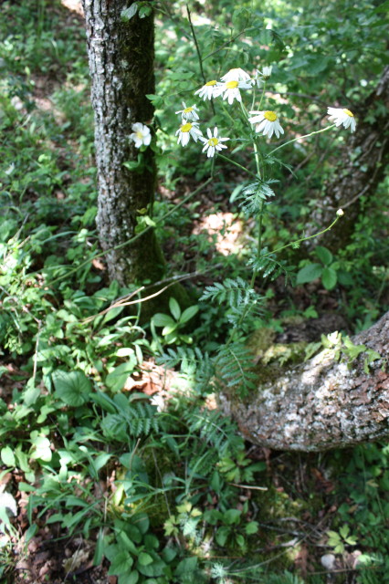 Annexe Tanacetum 2.JPG