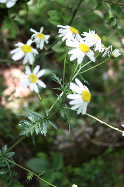 Annexe Tanacetum 3.JPG