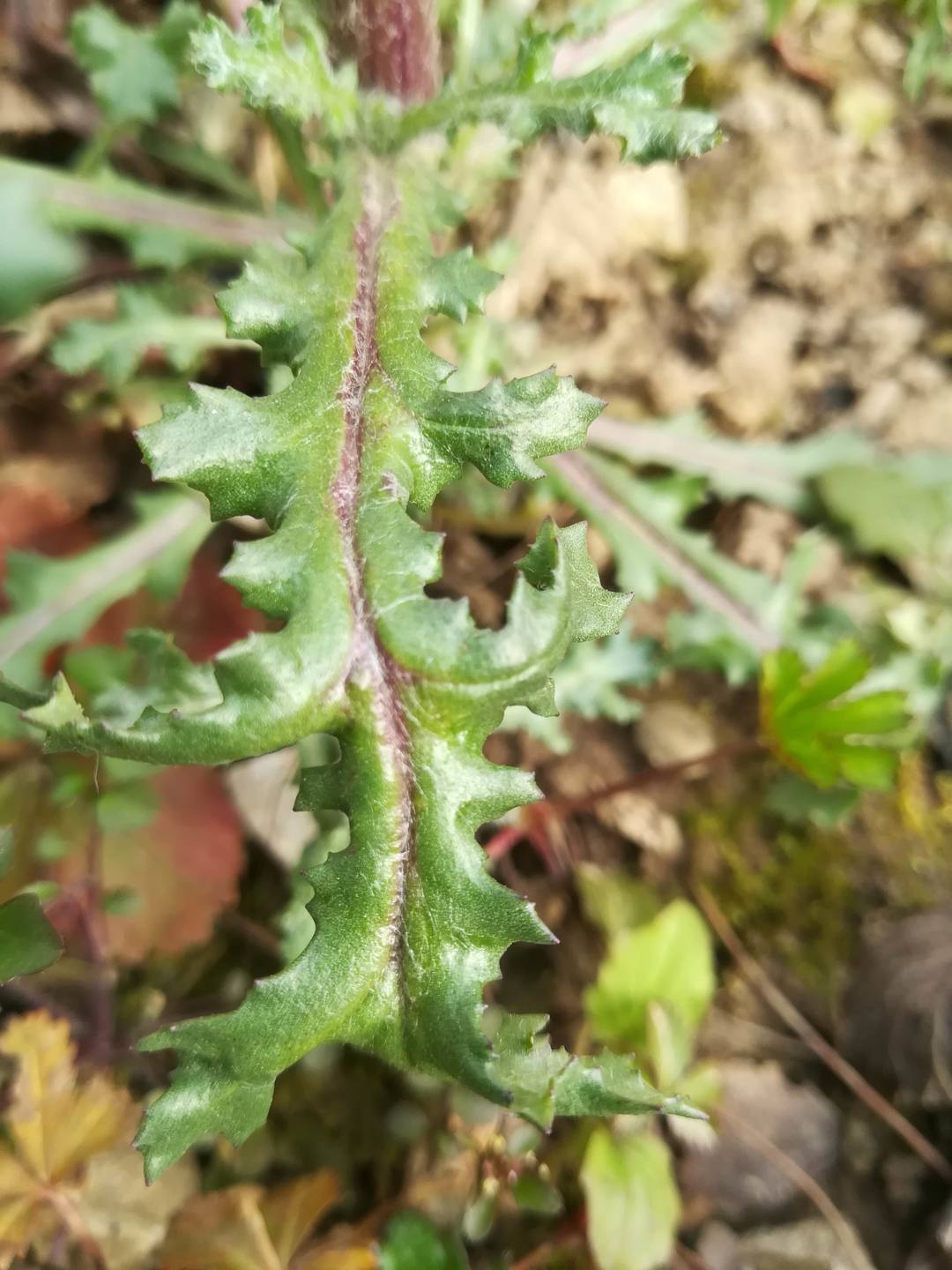 Annexe IMG_20180327_102753-ConvertImage.jpg