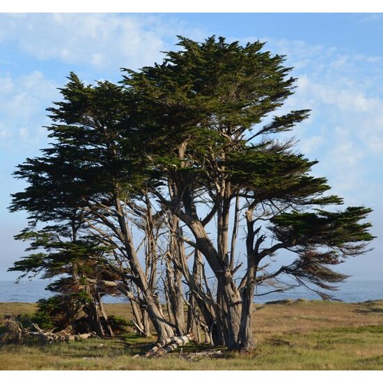 Annexe cupressus_macrocarpa_mature.jpg