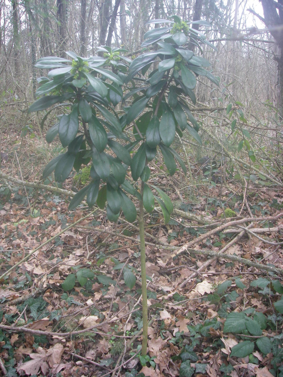 Annexe Daphné lauréola Laurier des bois-1.JPG