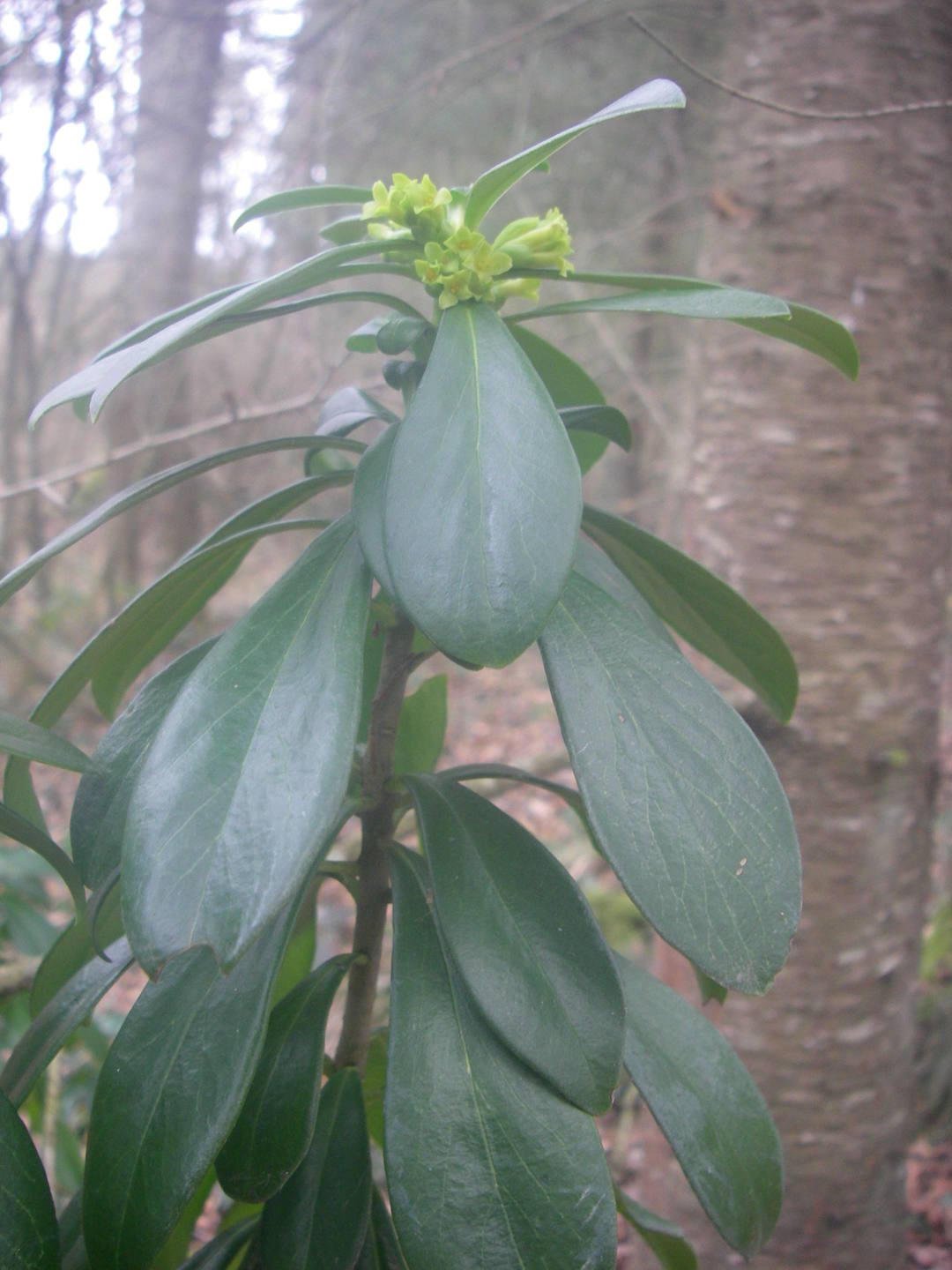 Annexe Daphné lauréola Laurier des bois-2.JPG