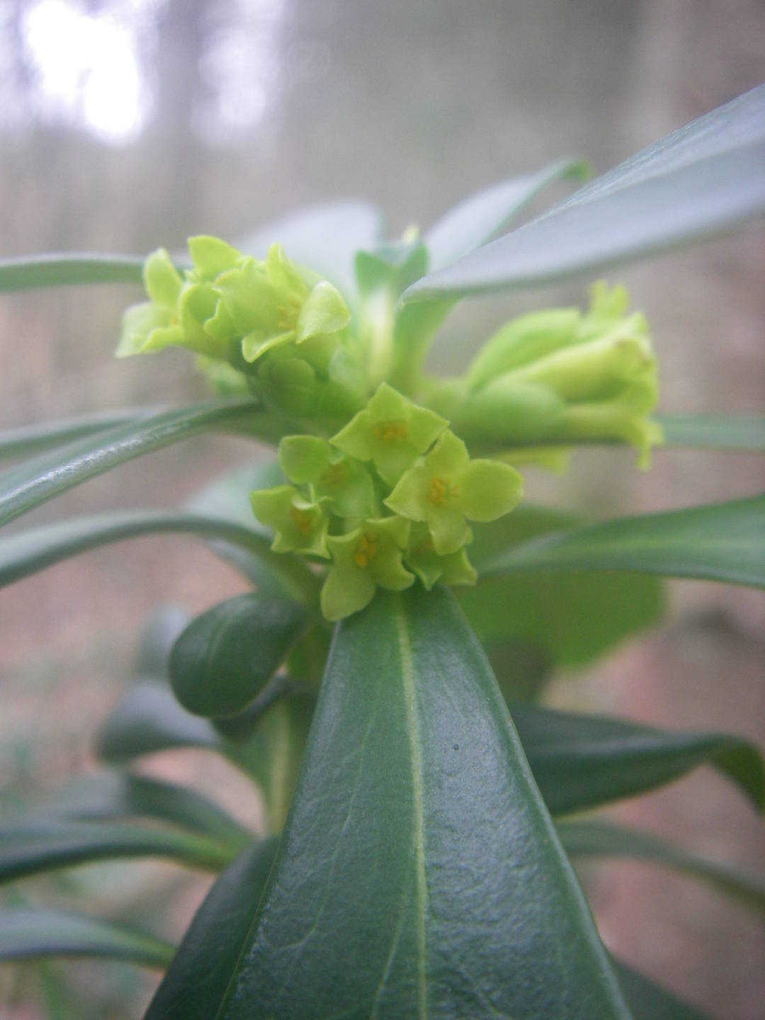 Annexe Daphné lauréola Laurier des bois-3.JPG