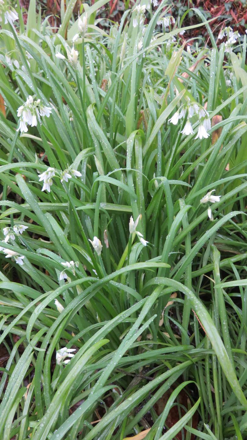 Annexe IMG_8281b.JPG