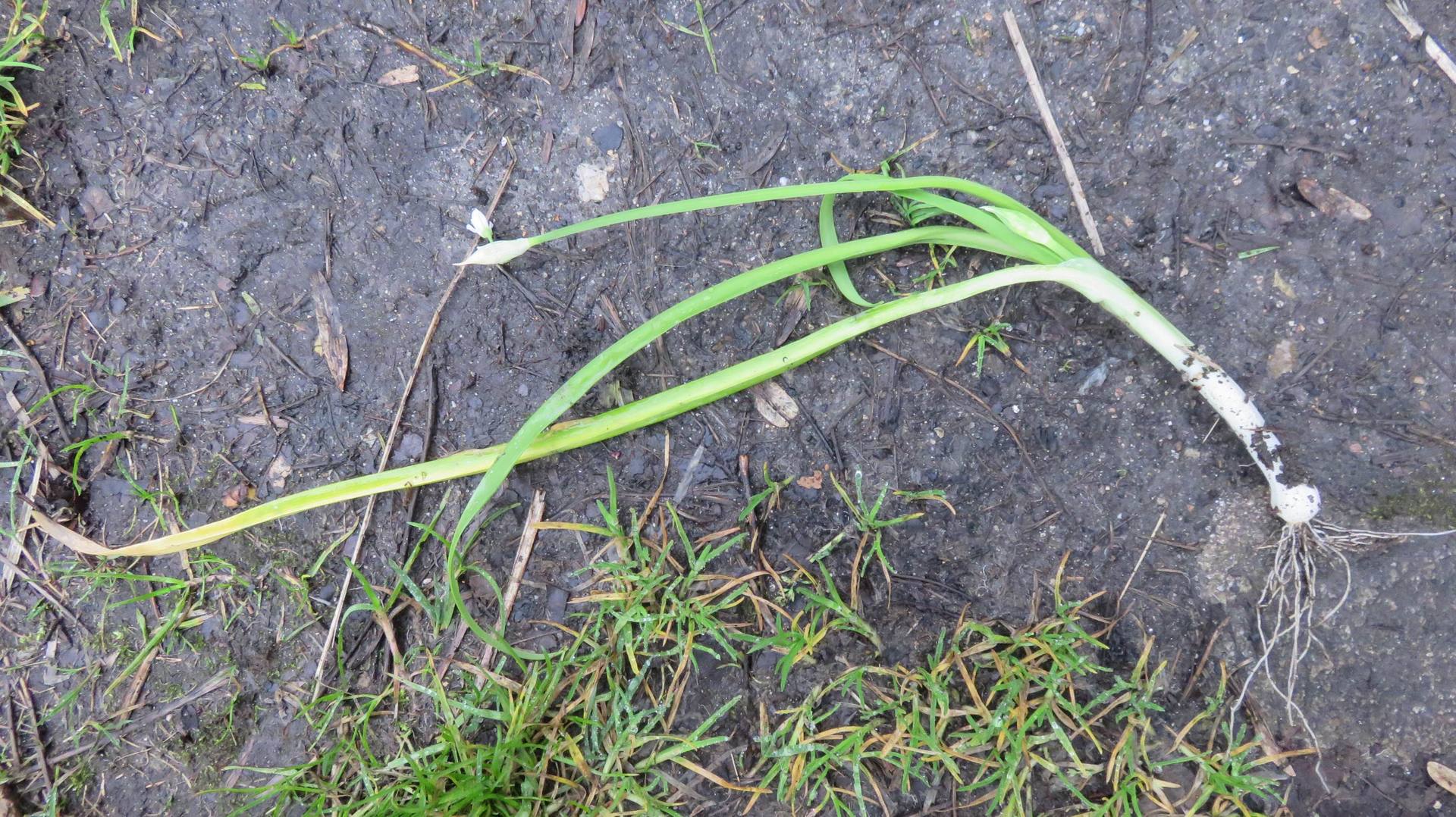 Annexe IMG_8284b.jpg