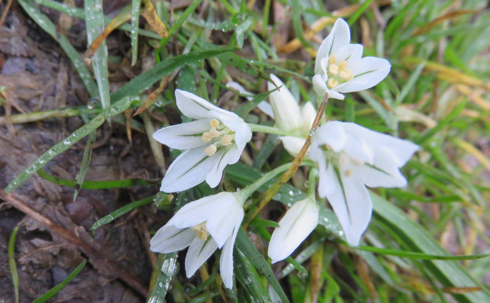 Annexe IMG_8286b.jpg