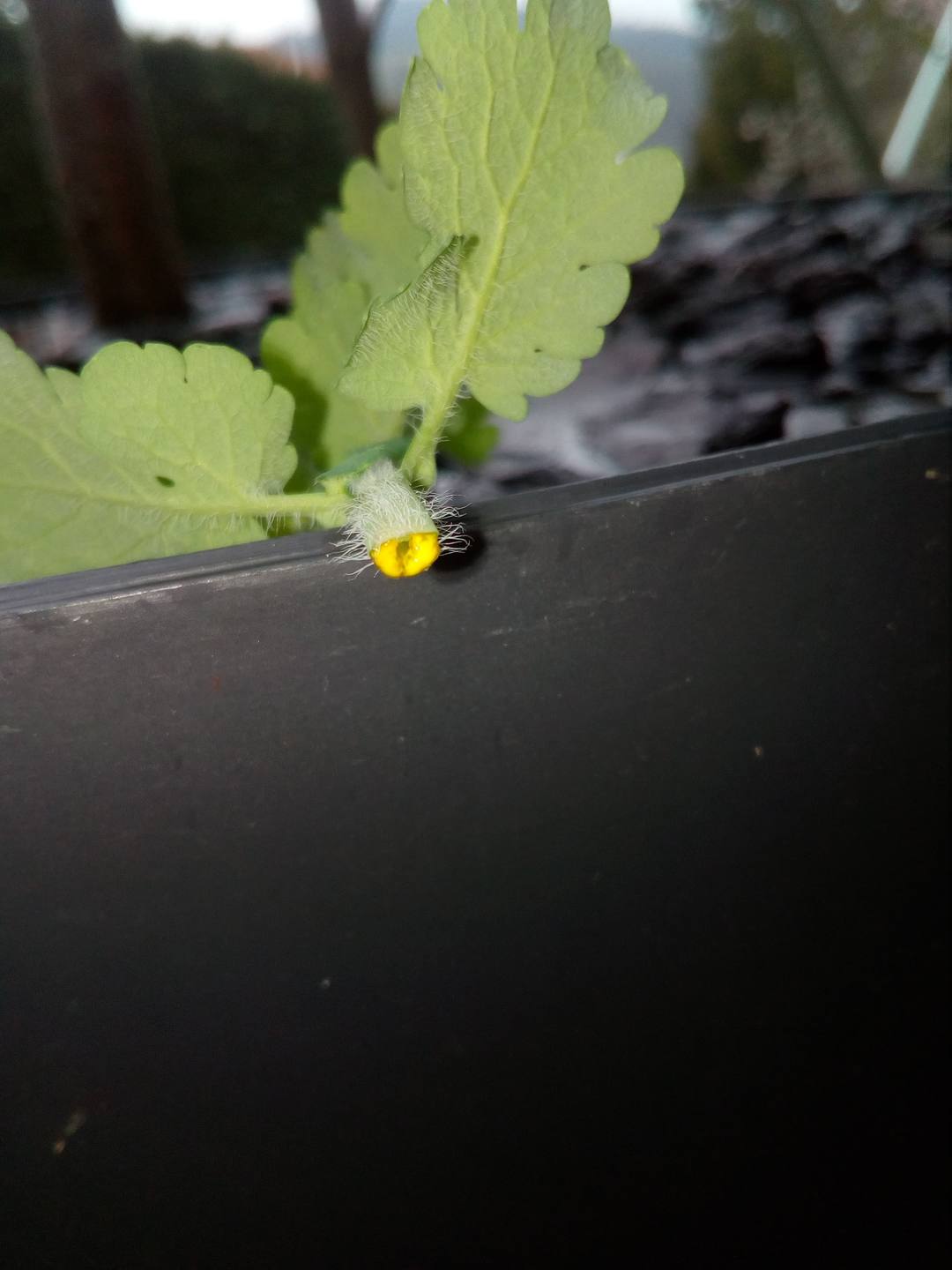 Annexe 29681400_10156150116503476_1397470698_o.jpg