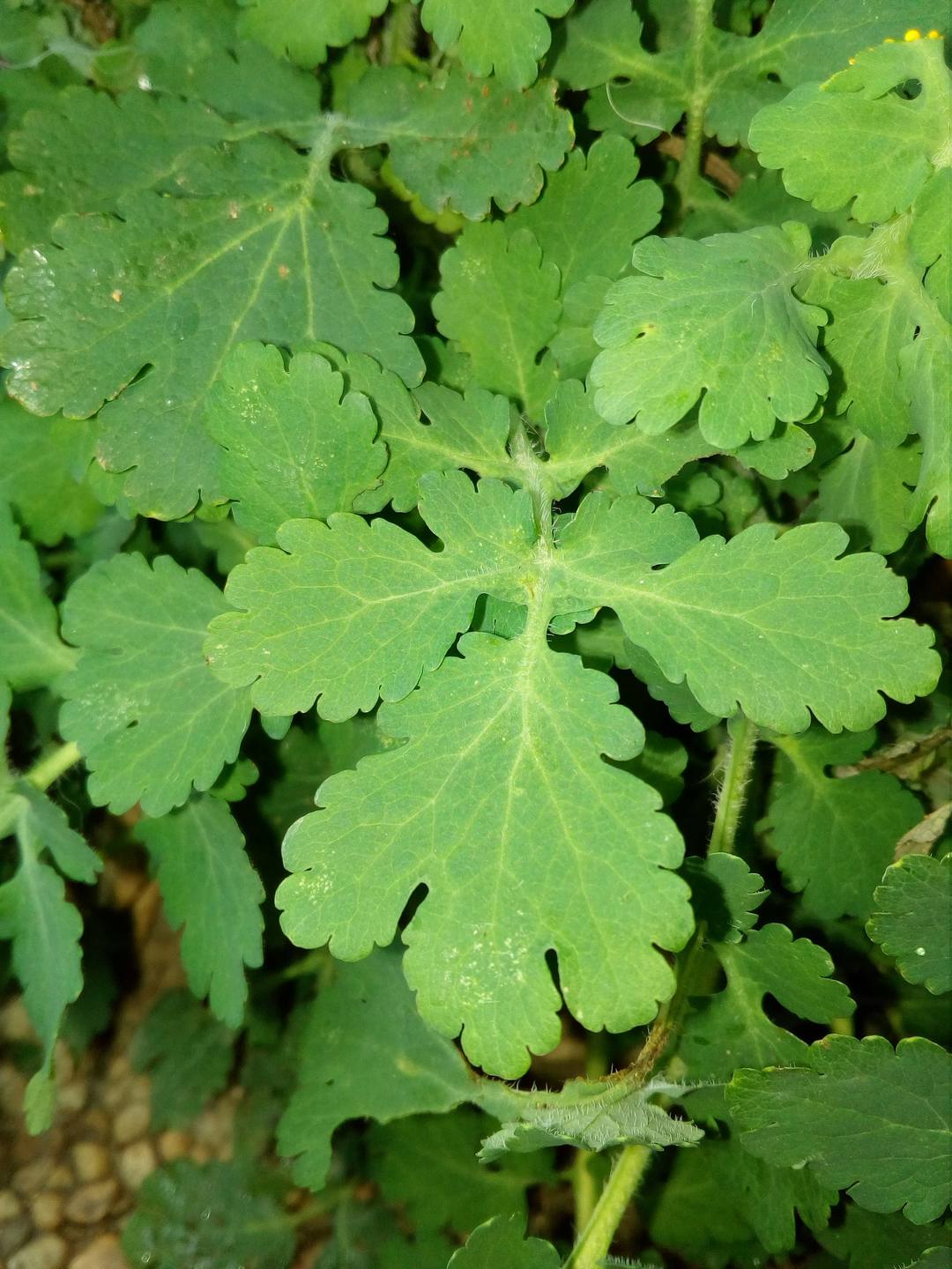 Annexe 29693005_10156150102703476_1635473282_o.jpg