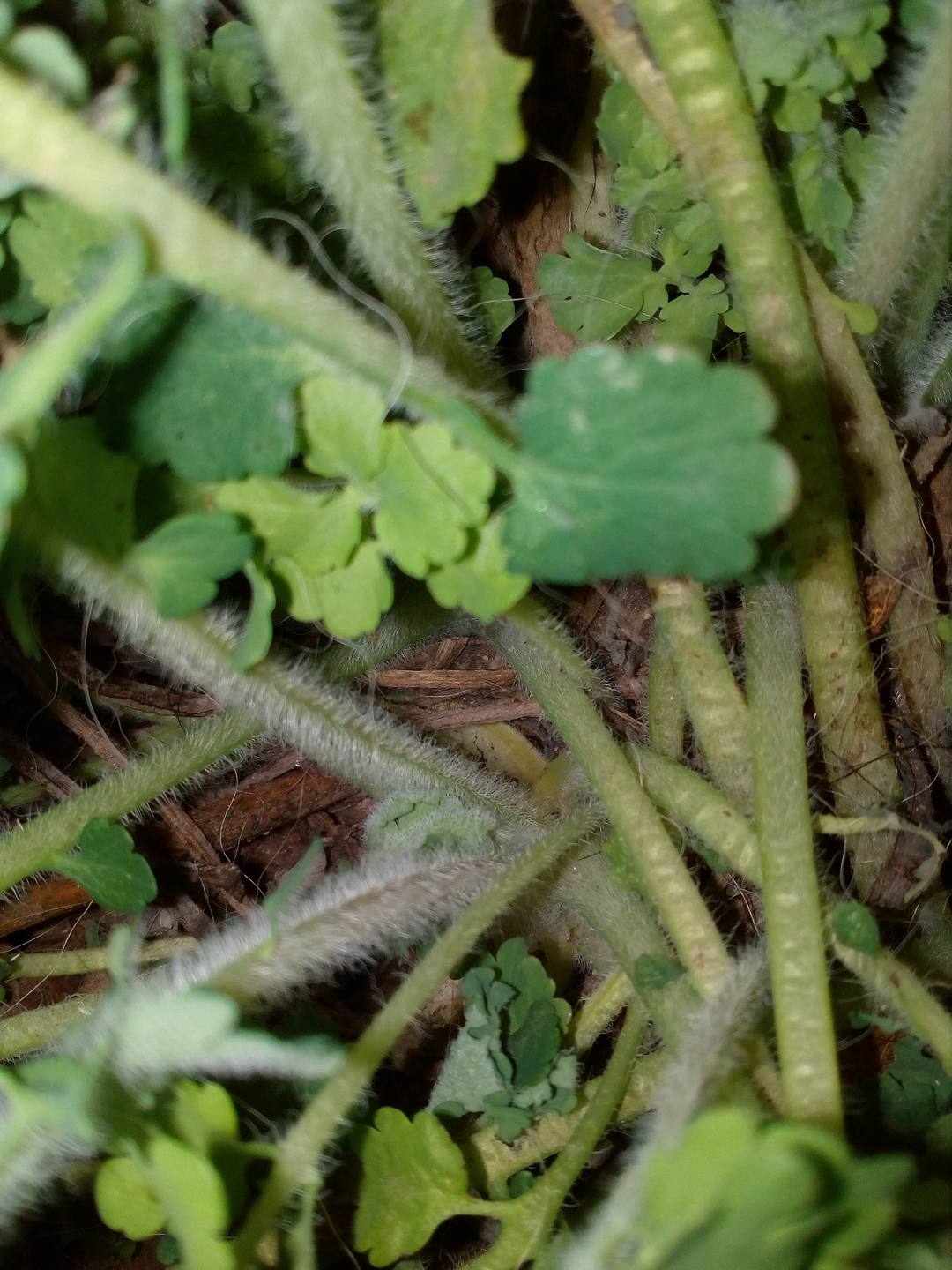 Annexe 29748573_10156150104083476_1573750697_o.jpg