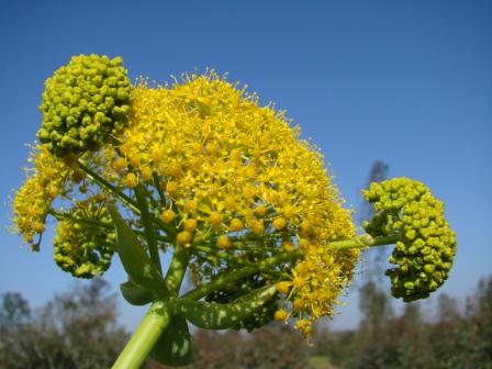 Annexe Grande férule_fleurs.JPG