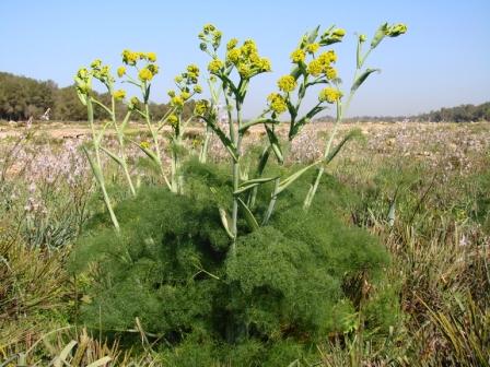 Annexe Grande férule_plante entière.JPG