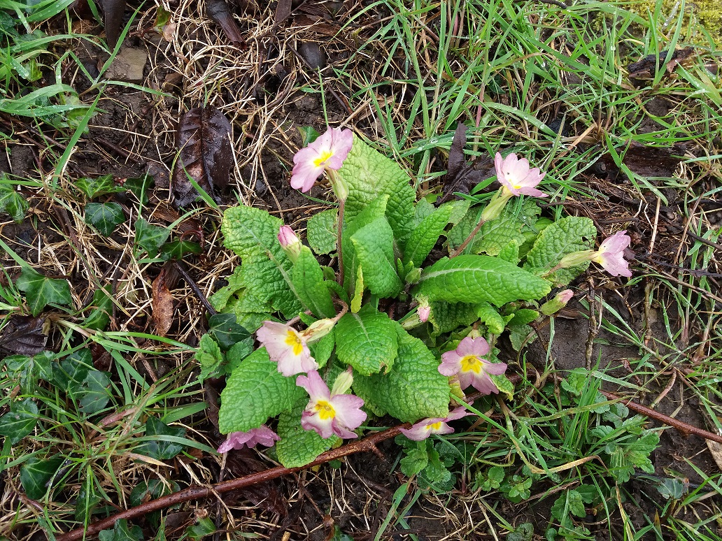 Annexe Primevère (1).jpg