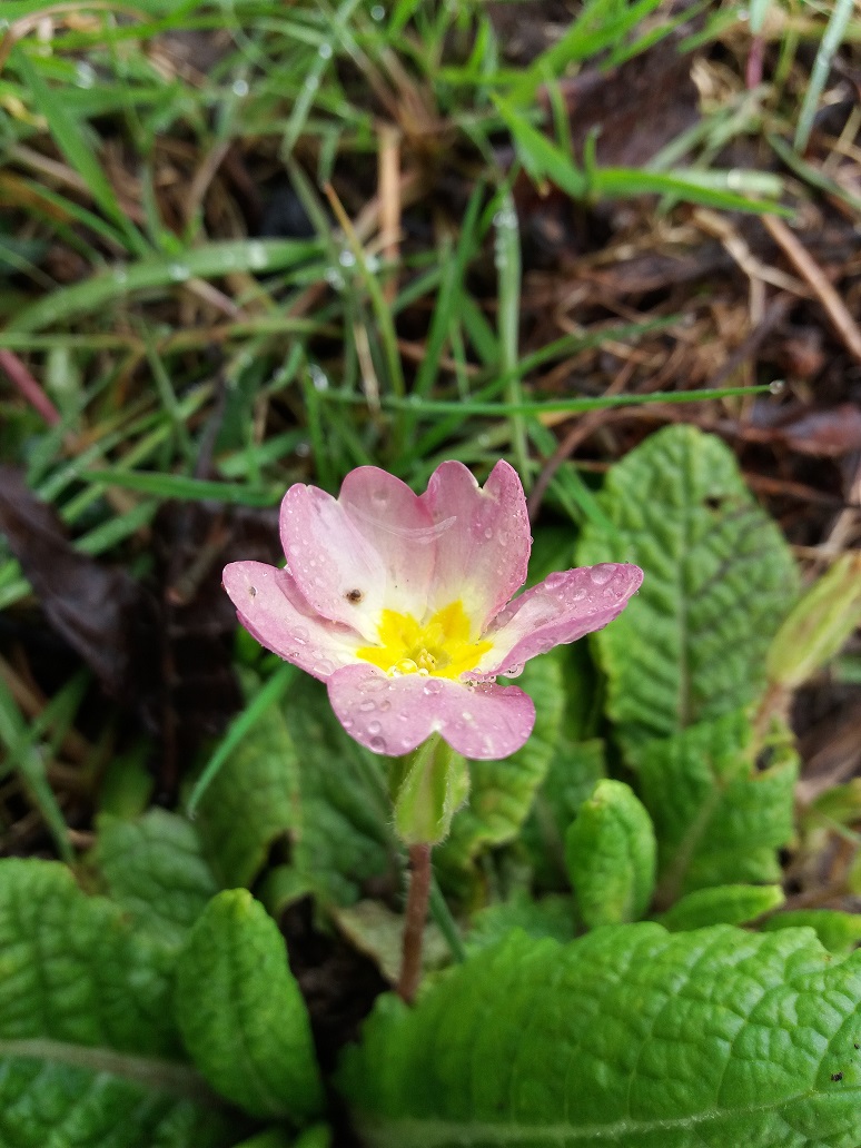 Annexe Primevère (2).jpg