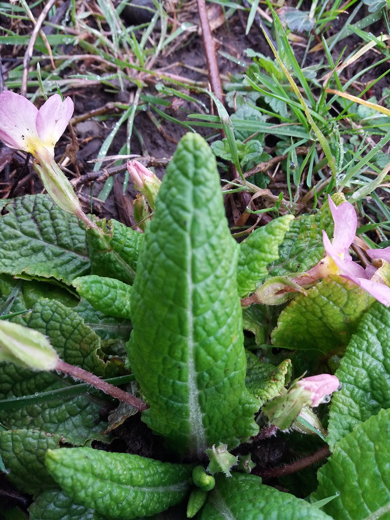 Annexe Primevère (3).jpg