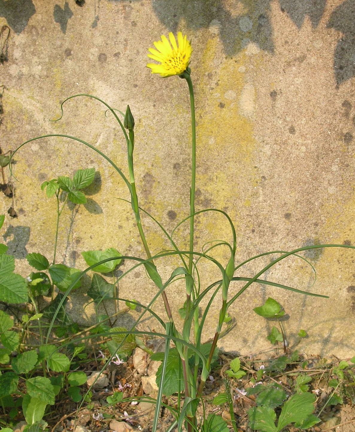 Annexe P4274749 (2).JPG