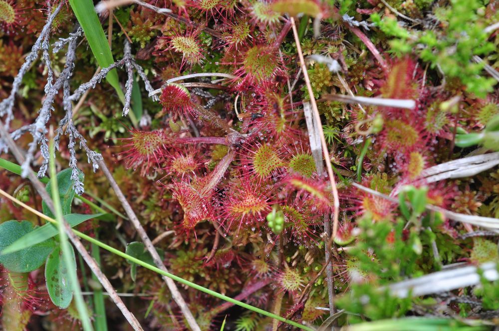 Annexe drosera-9750-1000px.jpg