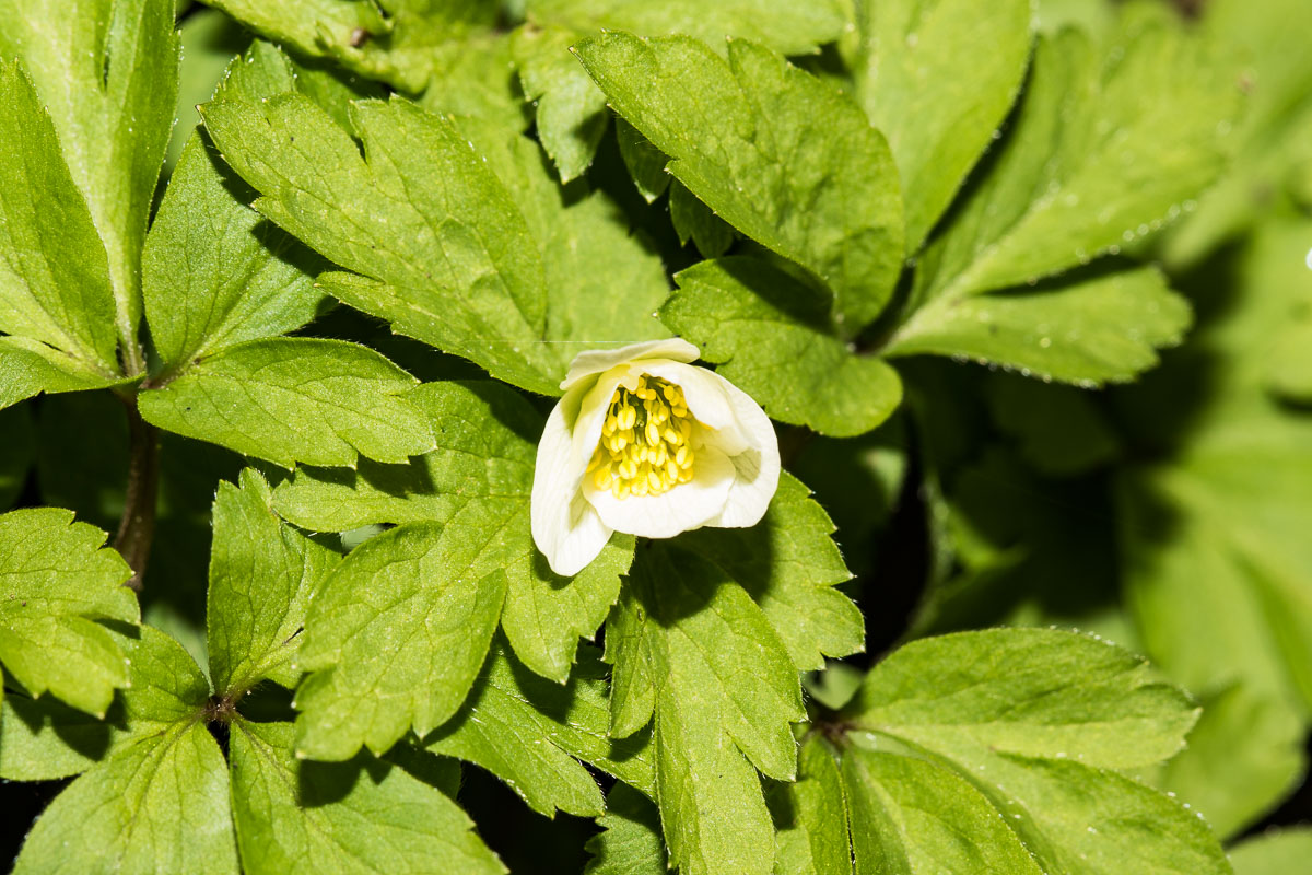 Annexe 26032018-043A5446.jpg