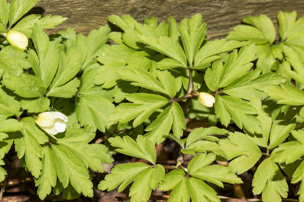 Annexe 26032018-043A5449.jpg