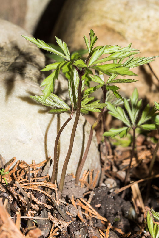 Annexe 26032018-043A5458.jpg