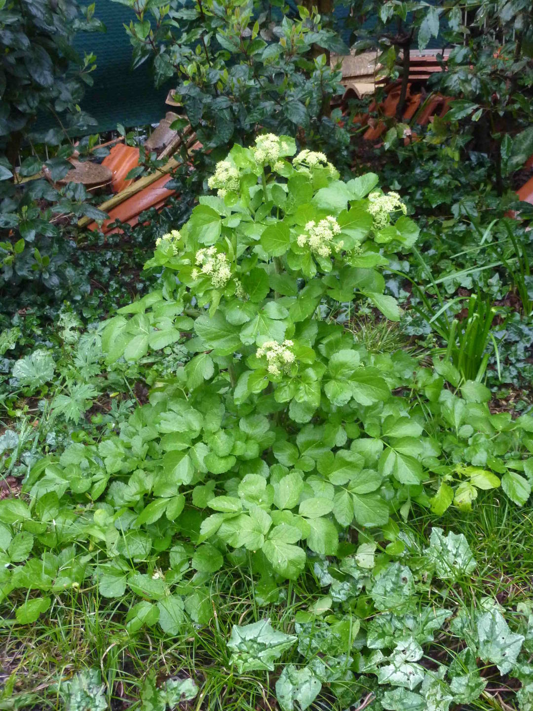 Annexe P1090877a.JPG