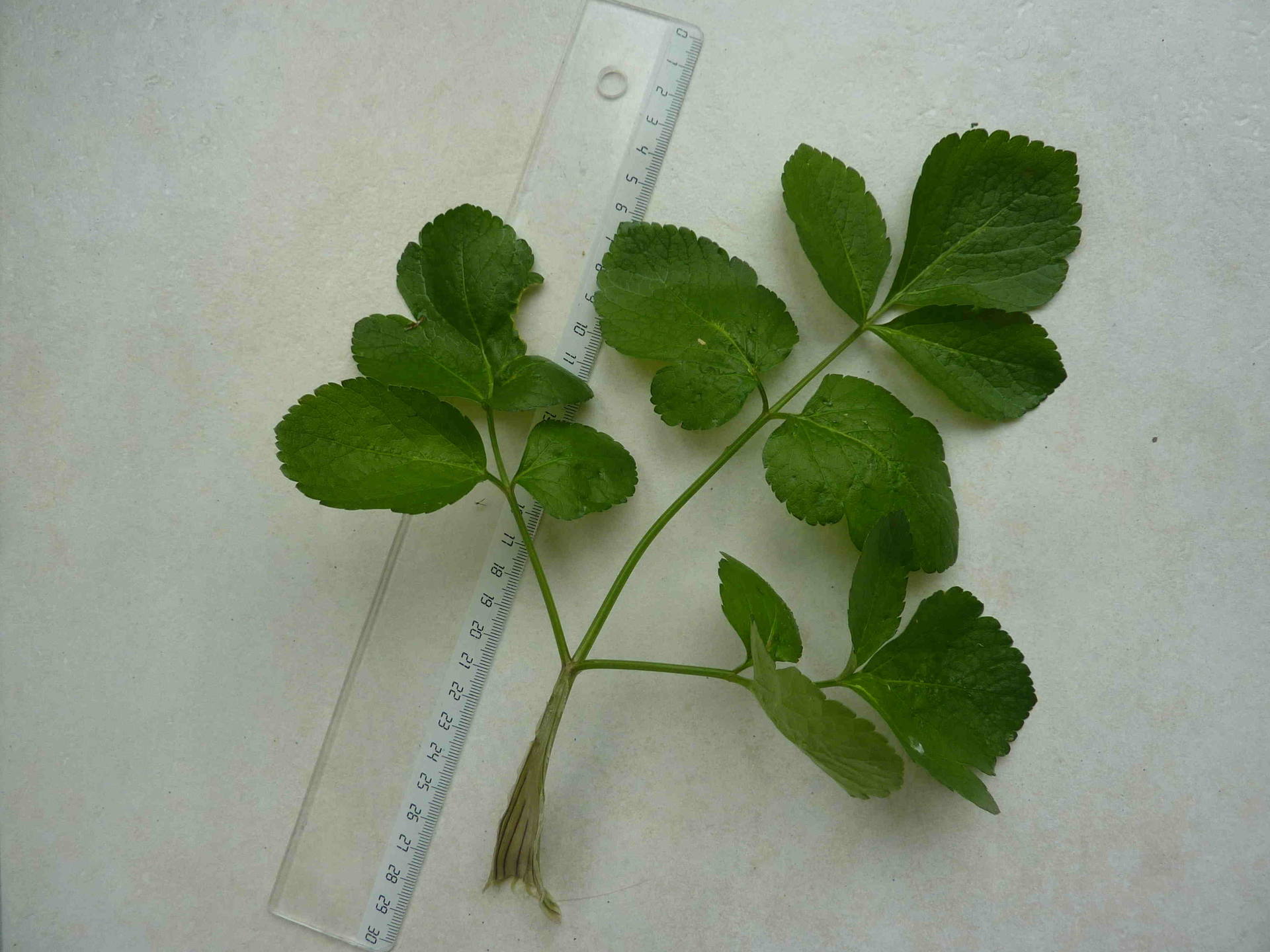 Annexe P1090885a.JPG