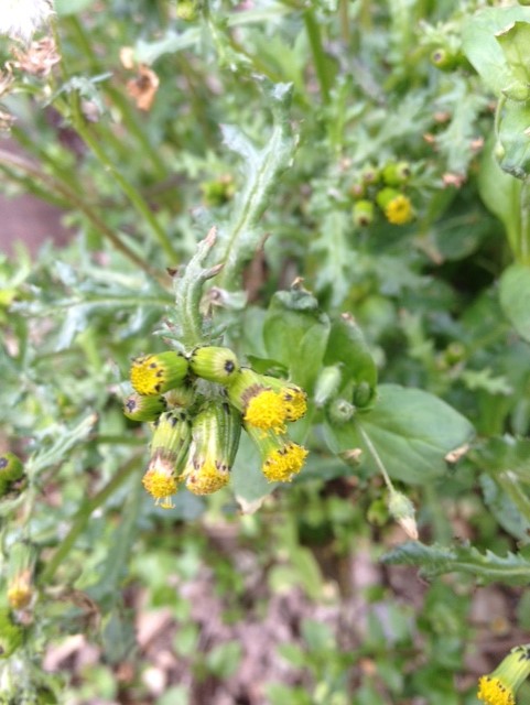 Annexe thumbnail_IMG_3331.jpg