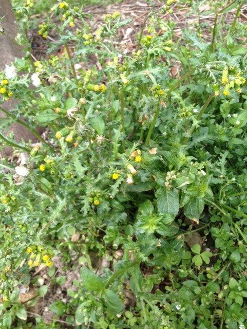 Annexe thumbnail_IMG_3335.jpg