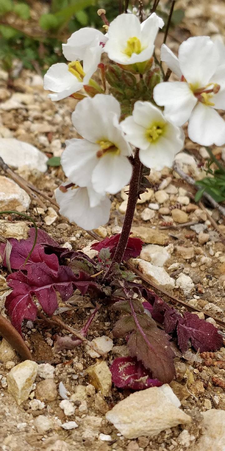 Annexe tiges et feulles.jpg