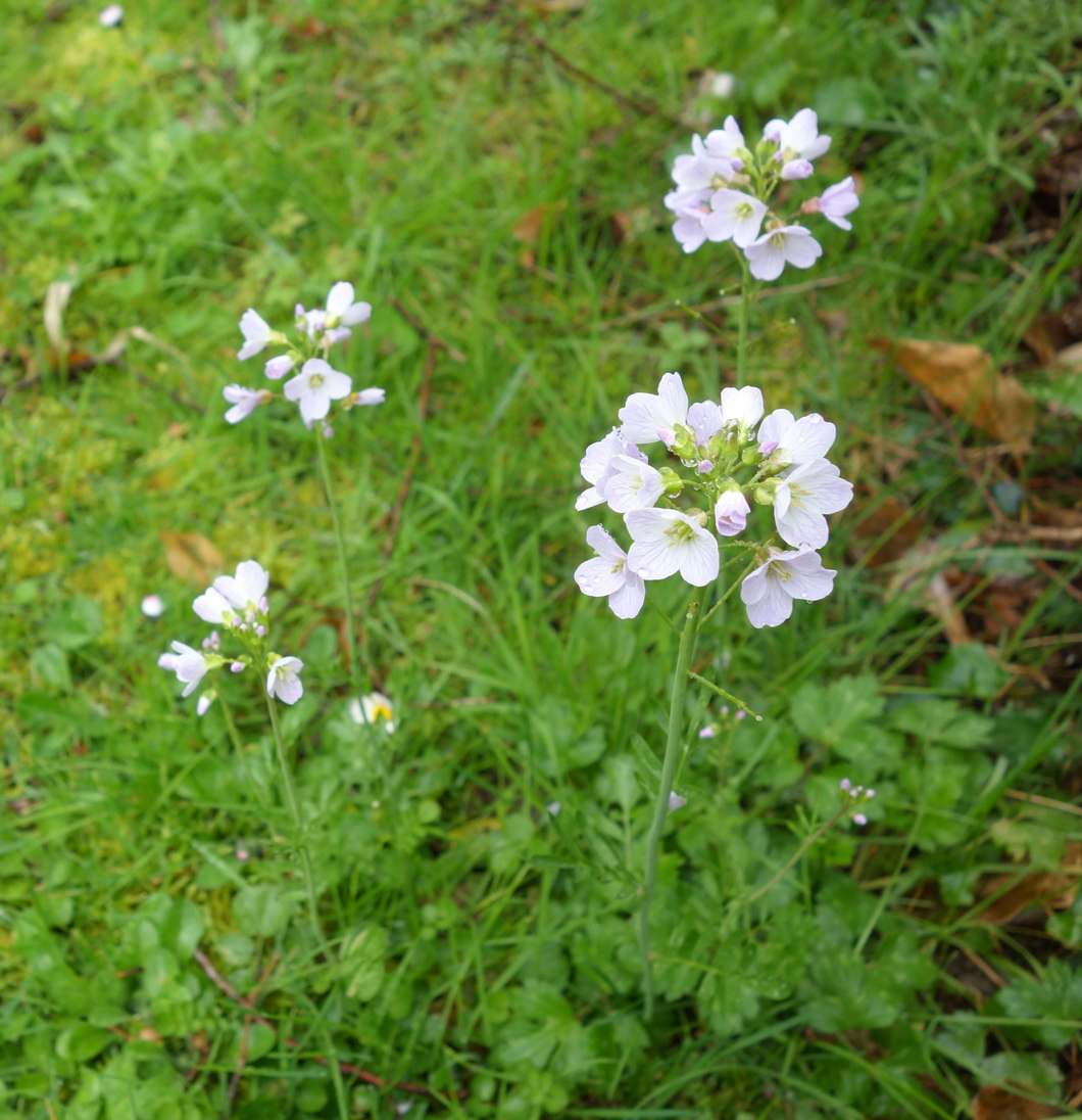 Annexe cardamine pratensis.JPG