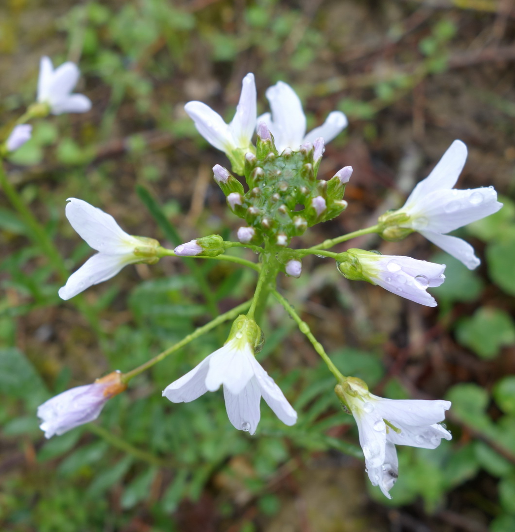 Annexe cardamine.JPG